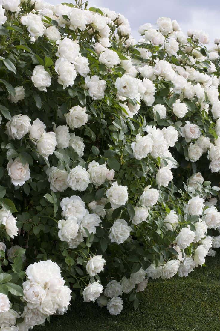 colonial landscaping white roses